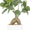 Bonsai ficus elastica pot en céramique 28 cm