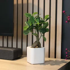 Bonsai ficus elastica pot en céramique 28 cm