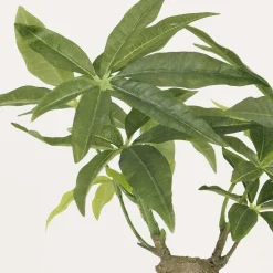 Bonsai pachira pot en céramique 33 cm