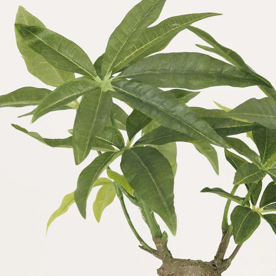 Bonsai pachira pot en céramique 33 cm