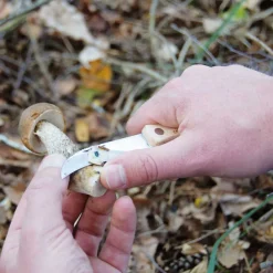 Couteau à champignons en acier inoxydable avec brosse