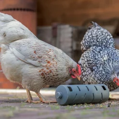 Distributeur roulant à friandisesen plastique recyclé pour poules