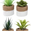 Plante succulente en pot bicolore 8 x 15 cm (Lot de 4)