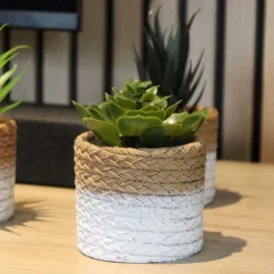 Plante succulente en pot bicolore 8 x 15 cm (Lot de 4)