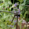 Support à plantes en acier (Lot de 6) (60 cm)