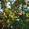 Terreau universel et potager pleine terre ou bac 40 litres