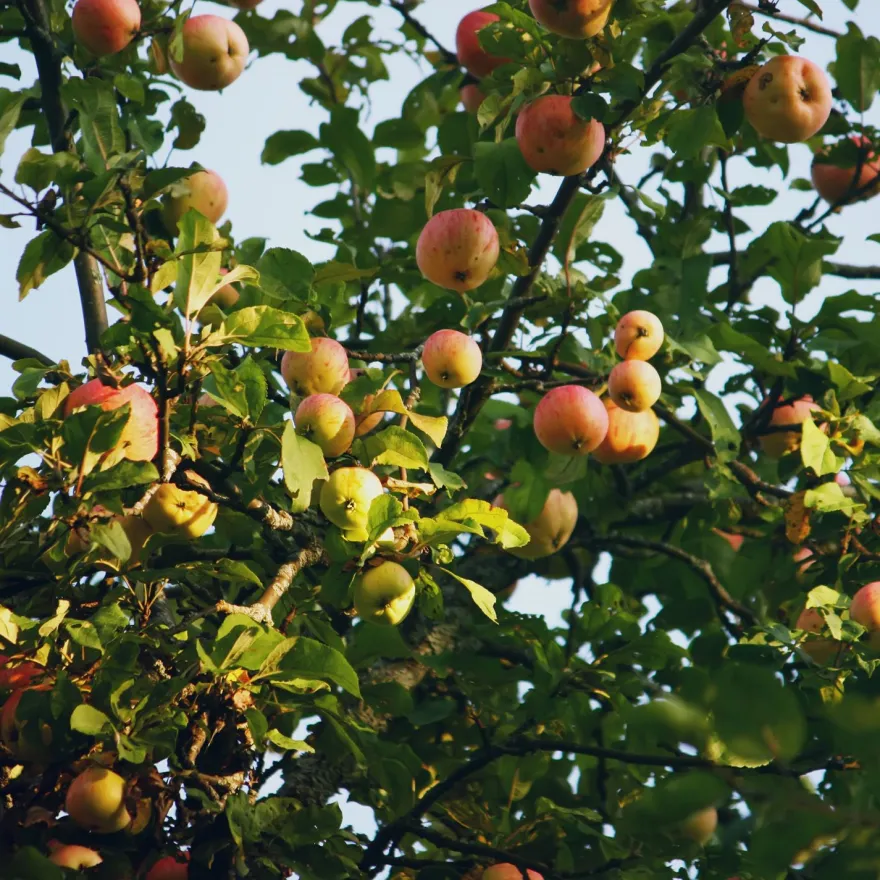 Terreau universel et potager pleine terre ou bac 40 litres